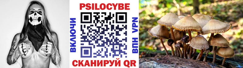 Псилоцибиновые грибы Psilocybe Осинники